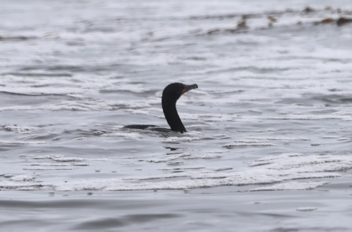 Double-crested Cormorant - ML620607641