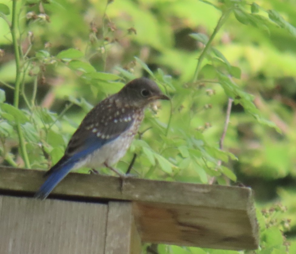 Eastern Bluebird - ML620607644