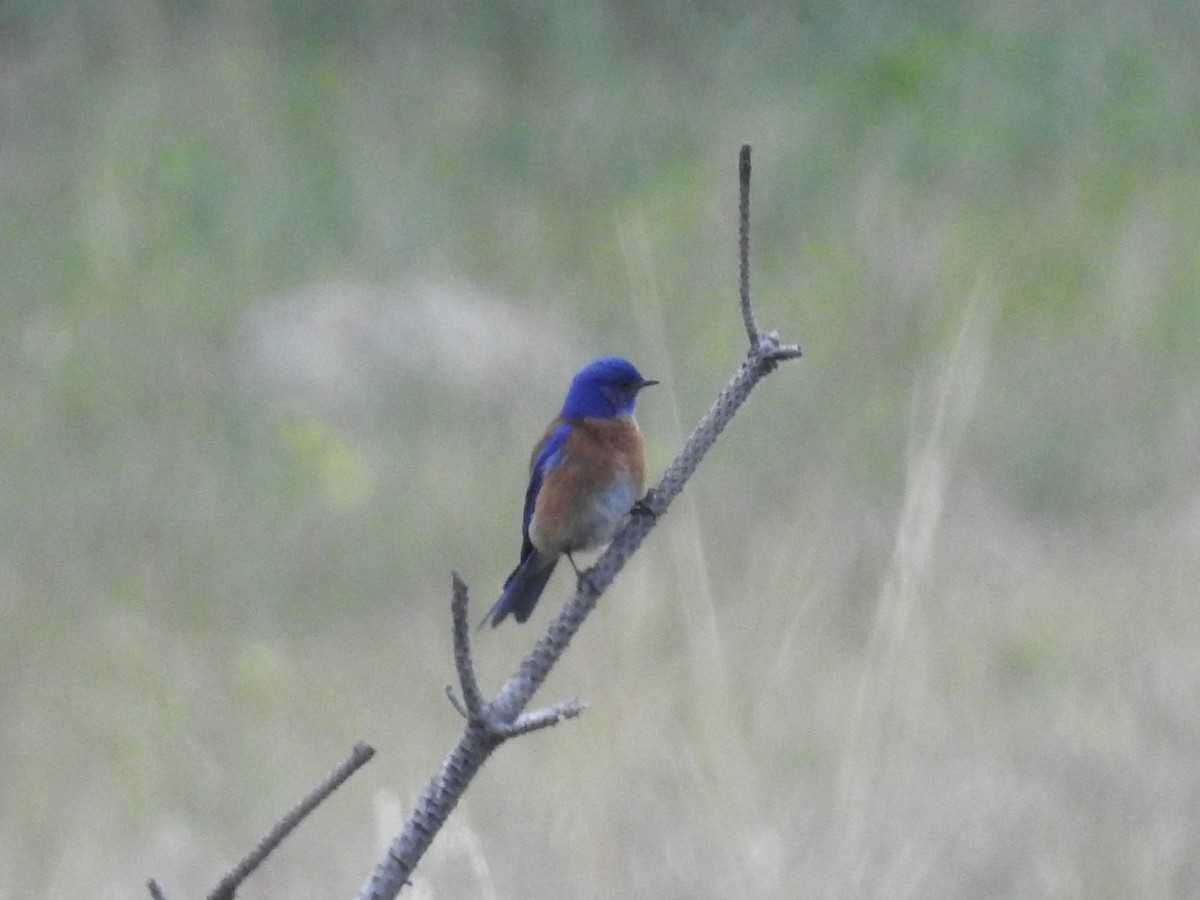 Western Bluebird - Jane Baryames