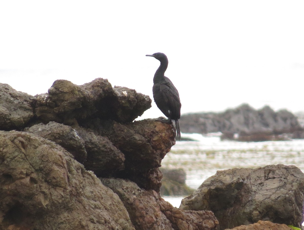 Cormoran pélagique - ML620607647