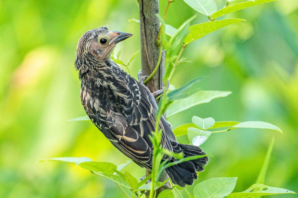 Red-winged Blackbird - ML620607648