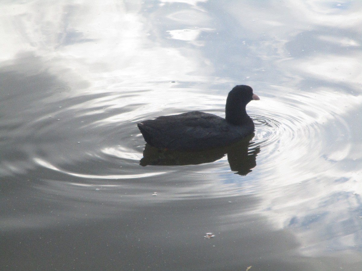 Eurasian Coot - ML620607653