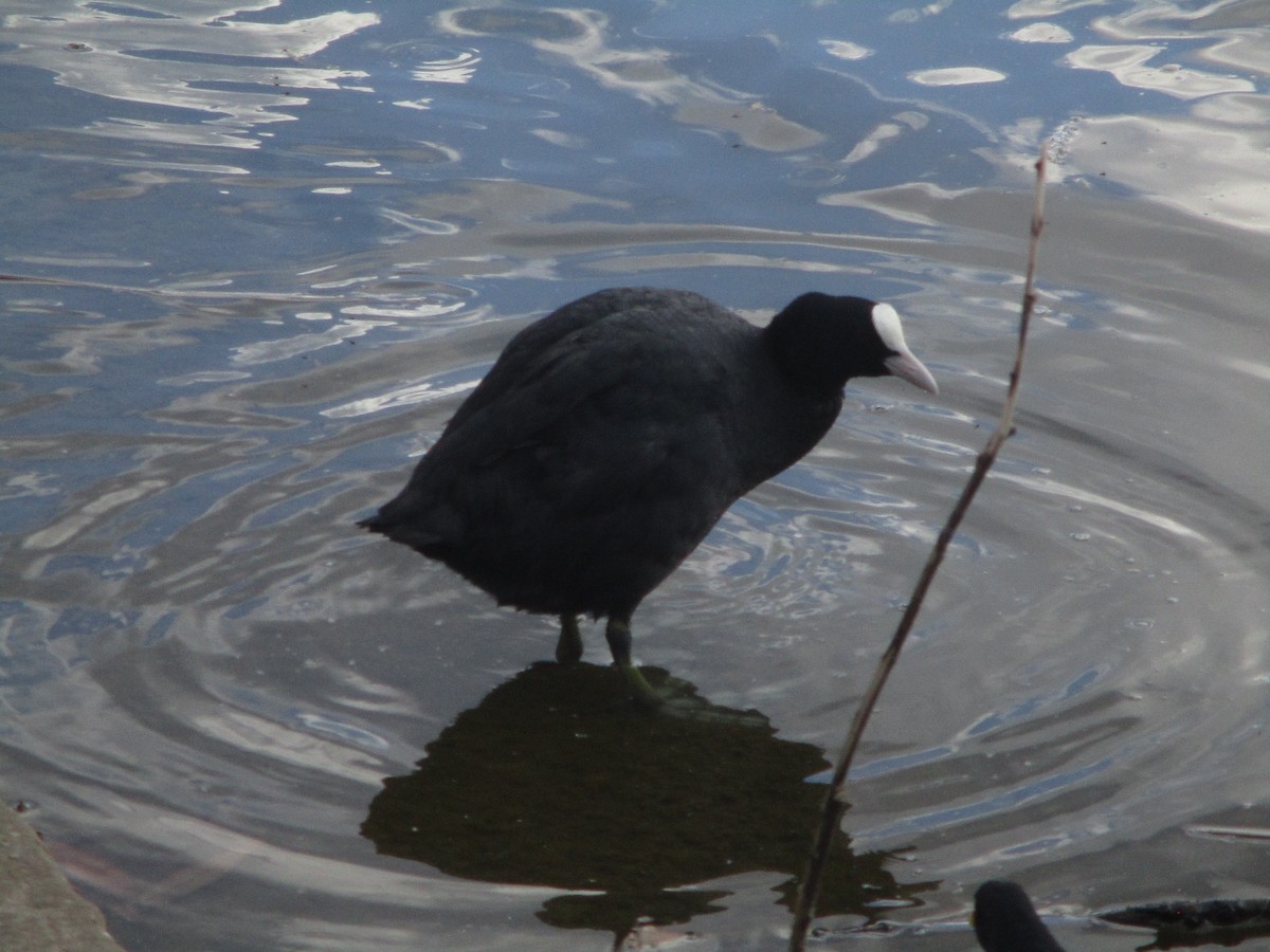 Eurasian Coot - ML620607654