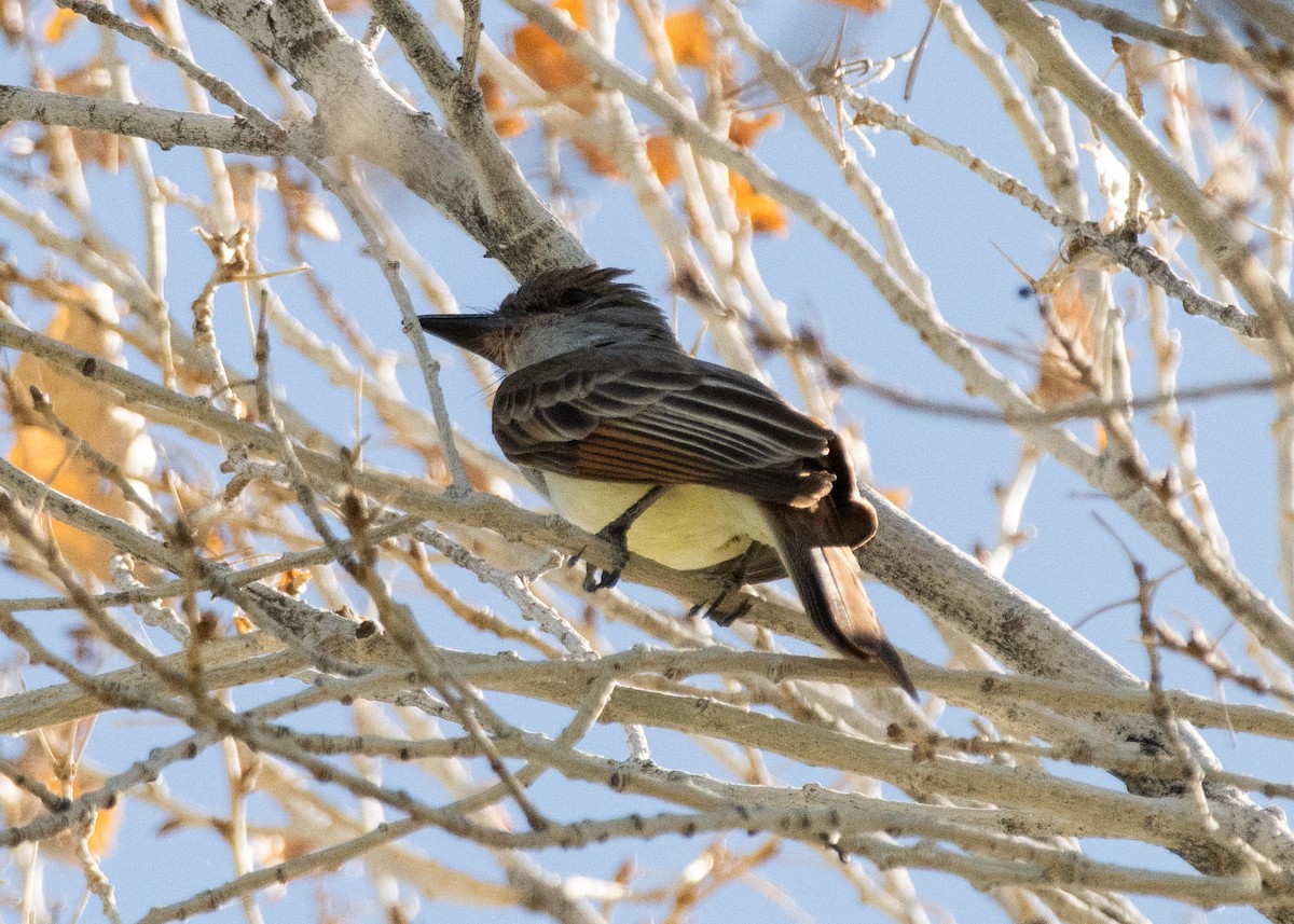 Brown-crested Flycatcher - ML620607656