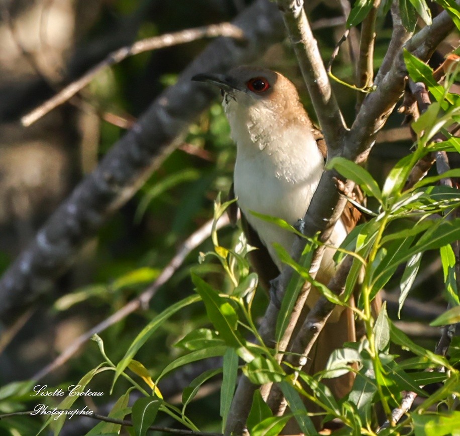 Black-billed Cuckoo - ML620607658