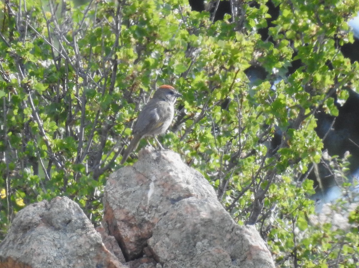 Green-tailed Towhee - ML620607659