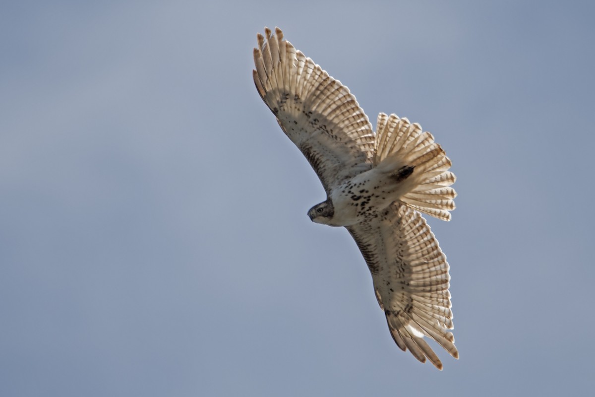 Red-tailed Hawk - ML620607662