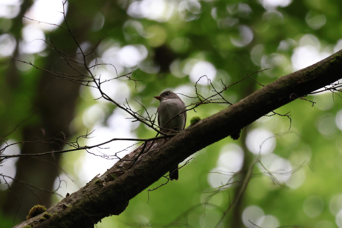 Eastern Wood-Pewee - ML620607664