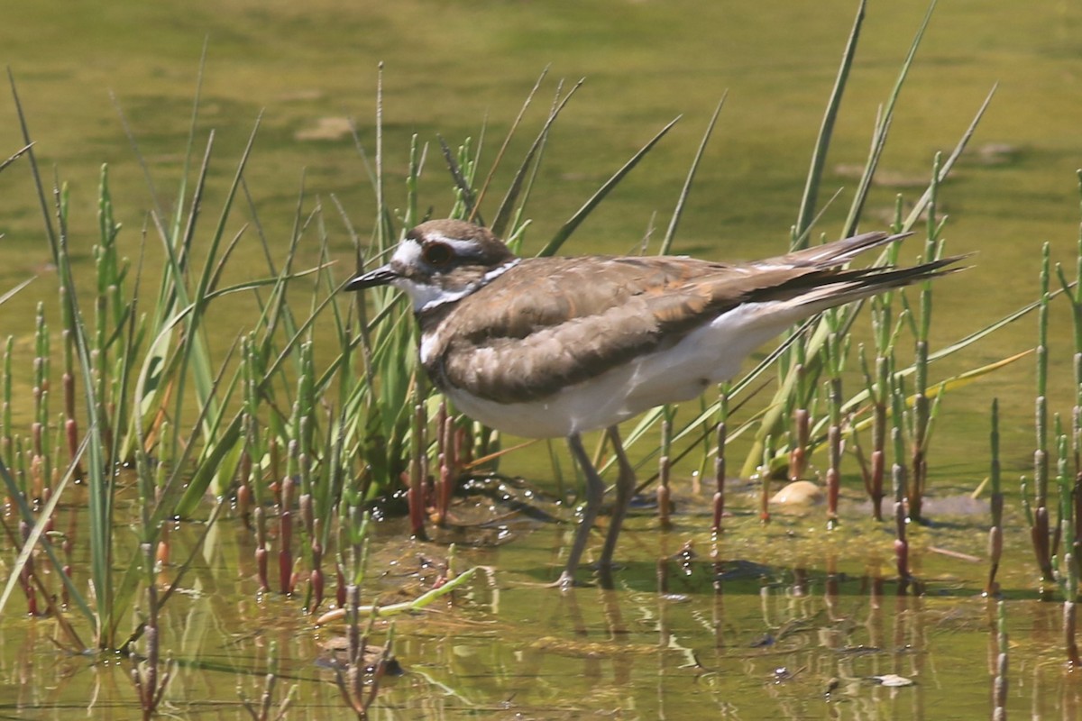 Killdeer - ML620607676