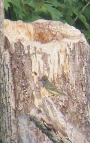 Great Crested Flycatcher - ML620607678