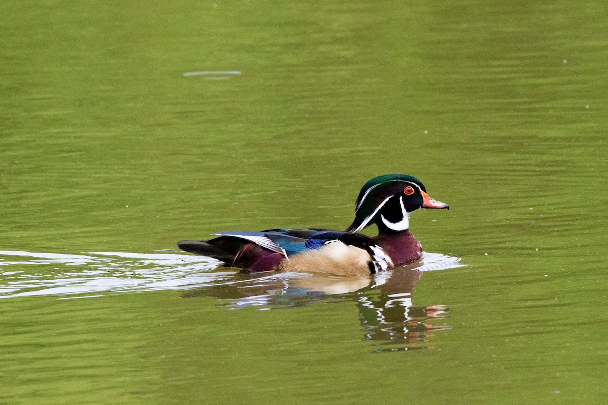 Wood Duck - ML620607680