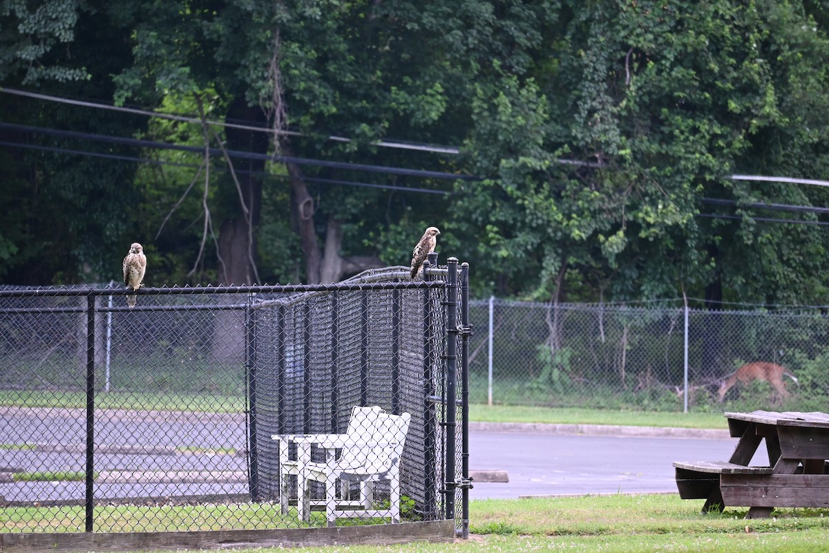 Red-shouldered Hawk - ML620607686