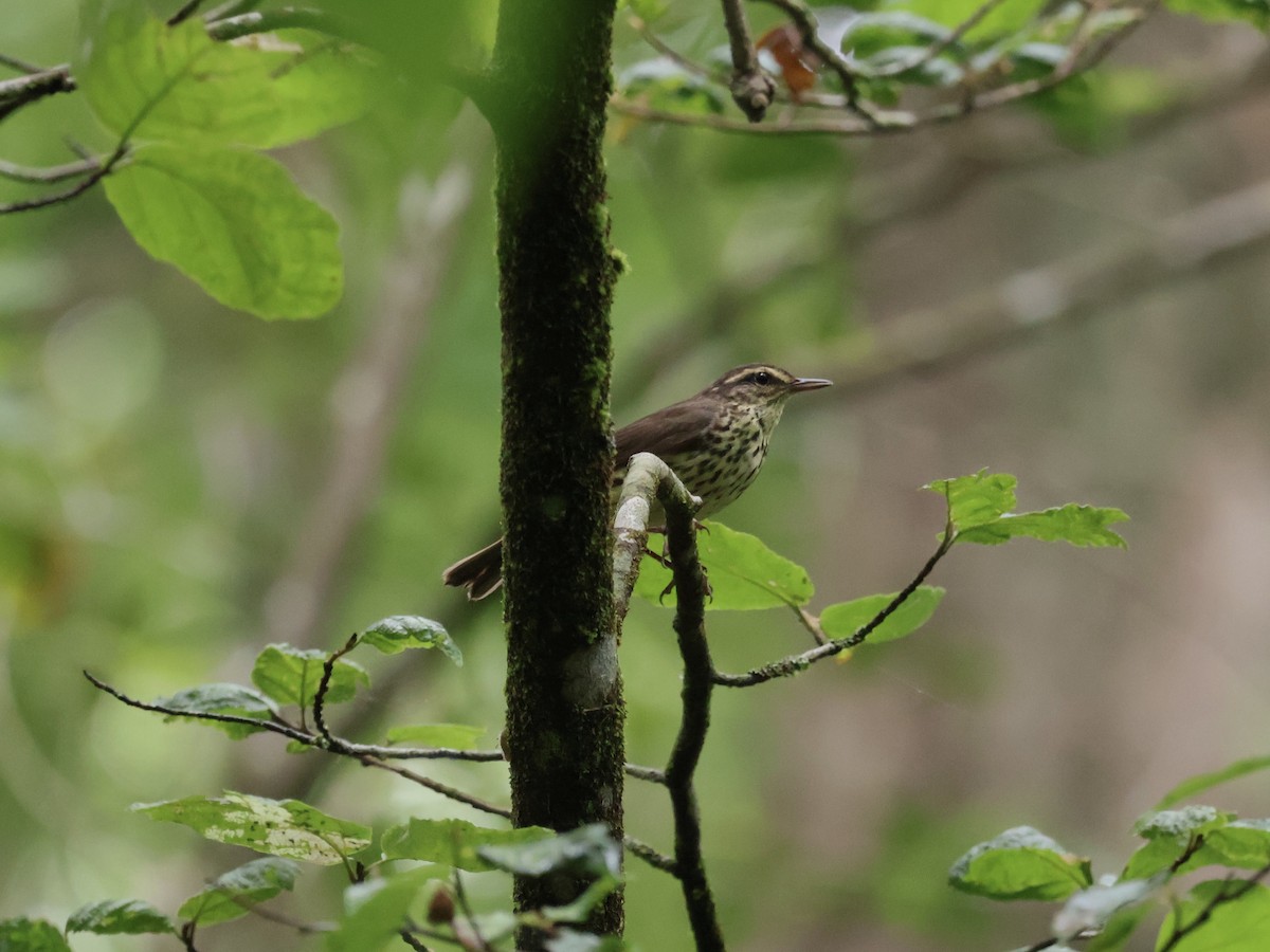 Drosselwaldsänger - ML620607688