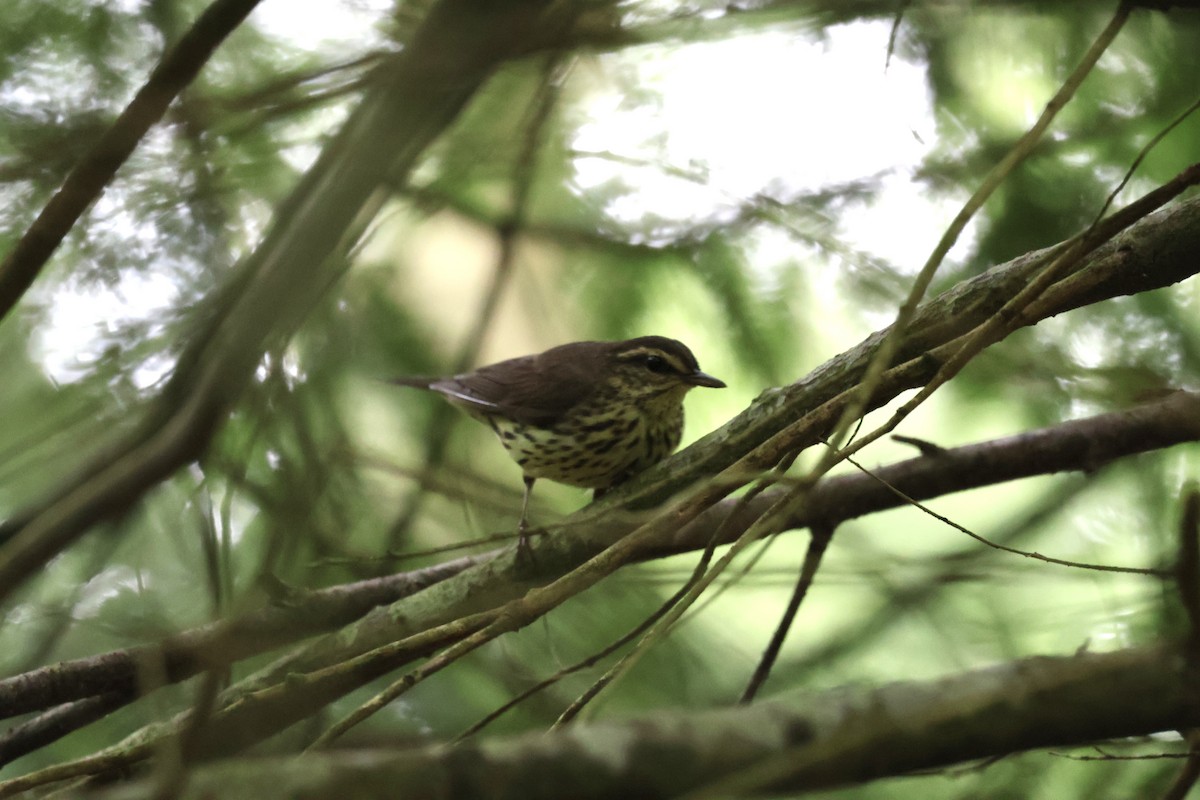 Northern Waterthrush - ML620607689