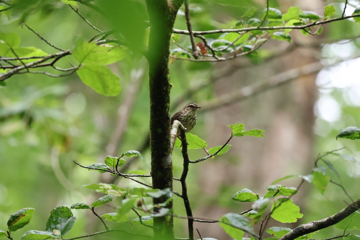 Northern Waterthrush - ML620607690