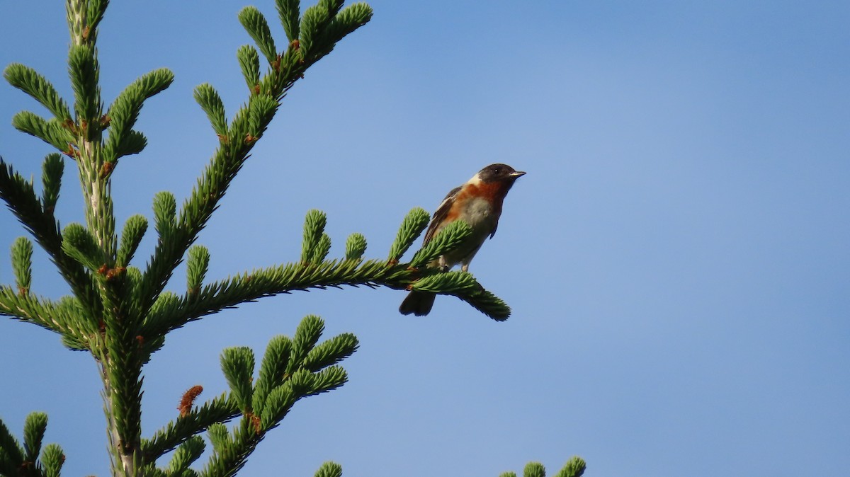 Bay-breasted Warbler - ML620607693