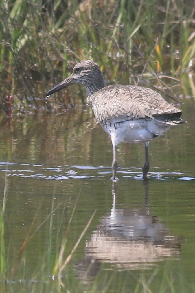 Willet - ML620607699