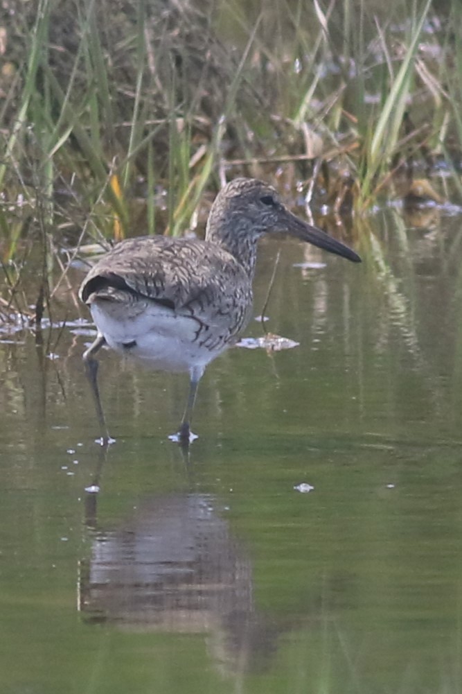 Willet - ML620607700