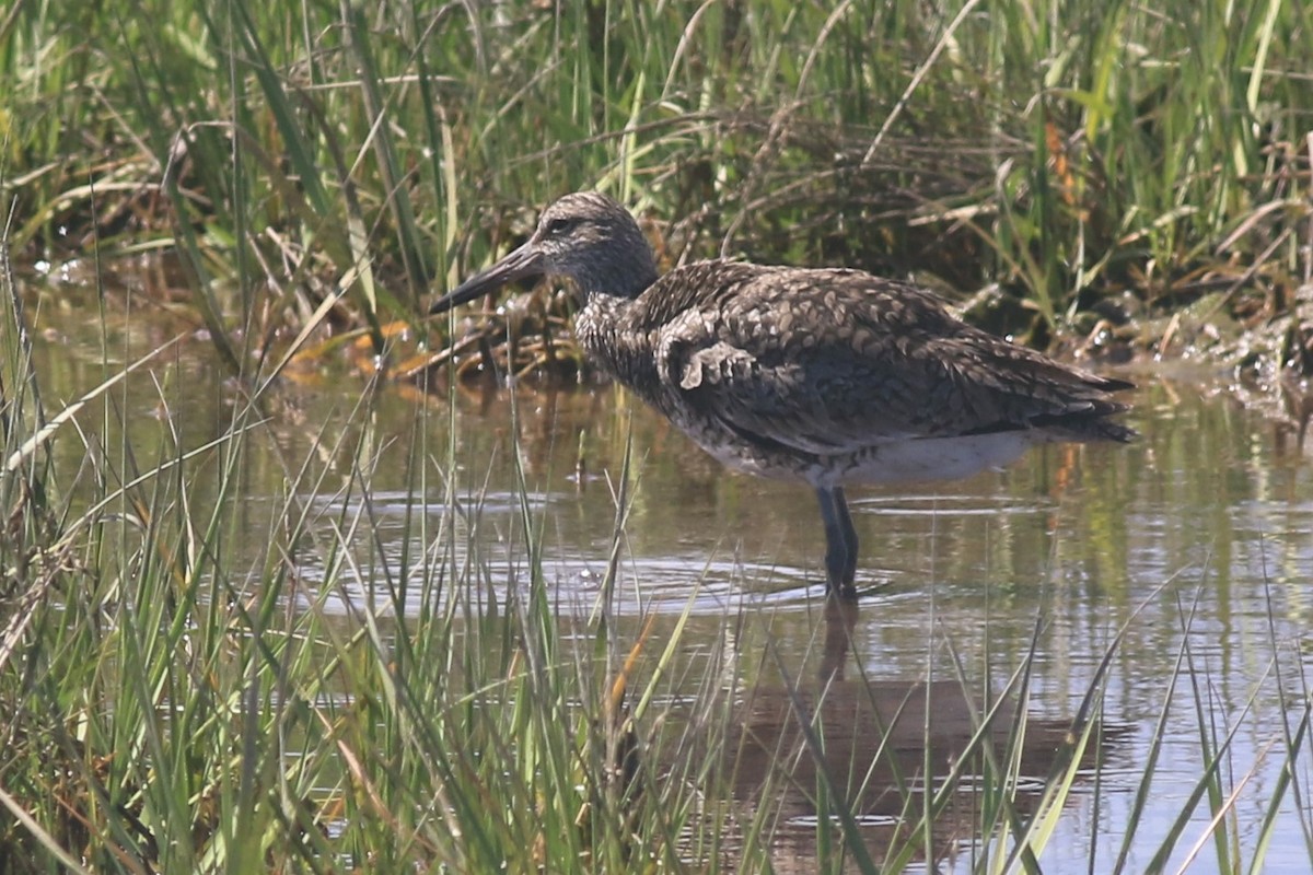 Willet - ML620607703