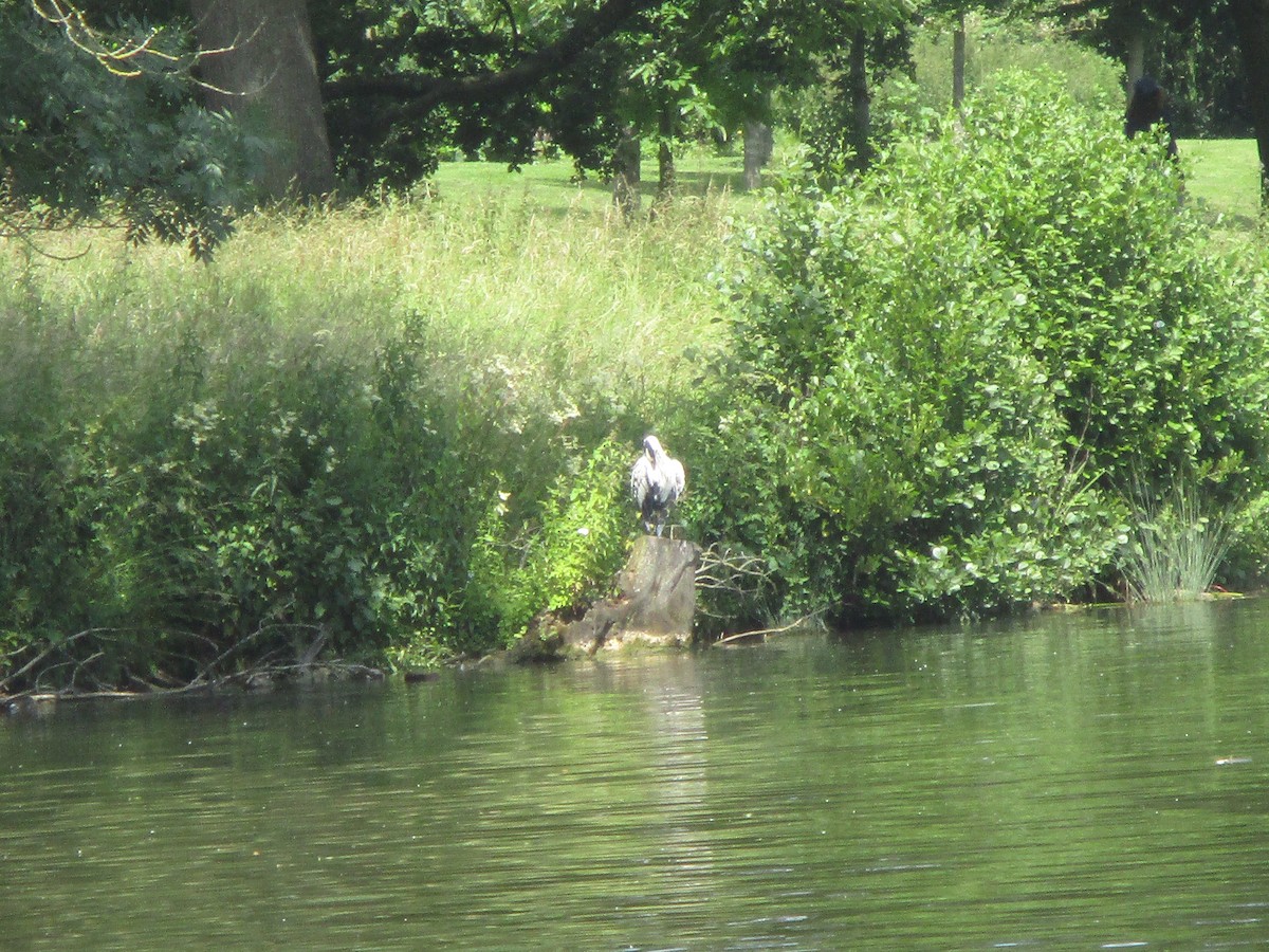 Gray Heron - Anonymous