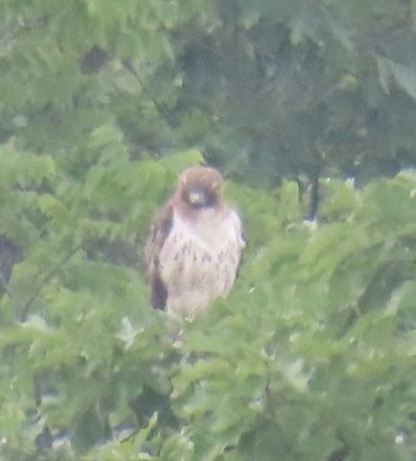 Red-tailed Hawk - Brenda Meese