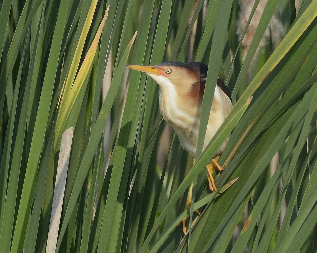 Least Bittern - ML620607711