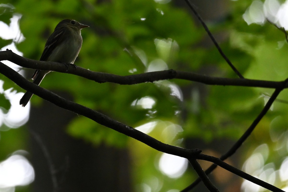 Acadian Flycatcher - ML620607712