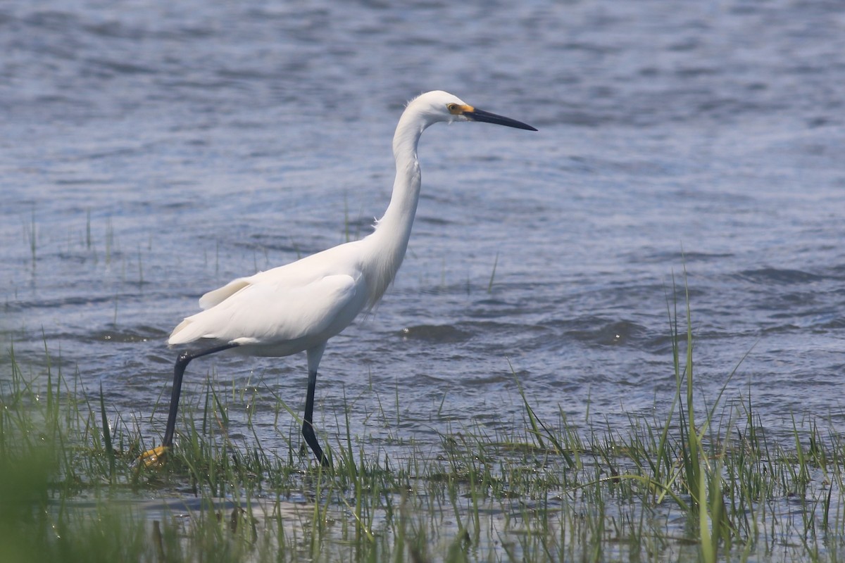 Snowy Egret - ML620607713