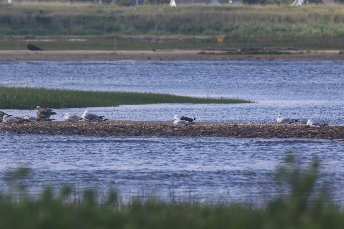 Great Black-backed Gull - ML620607718