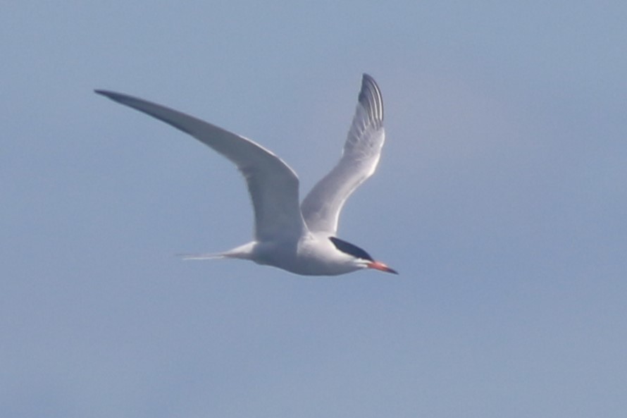 Common Tern - ML620607732