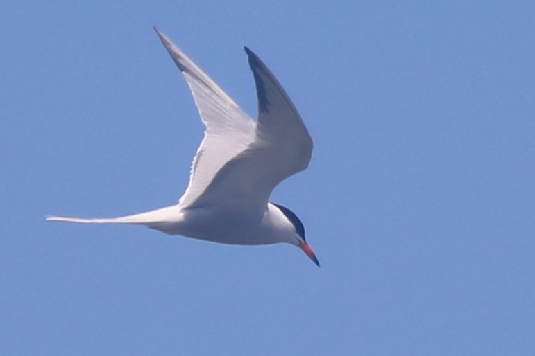 Common Tern - ML620607733