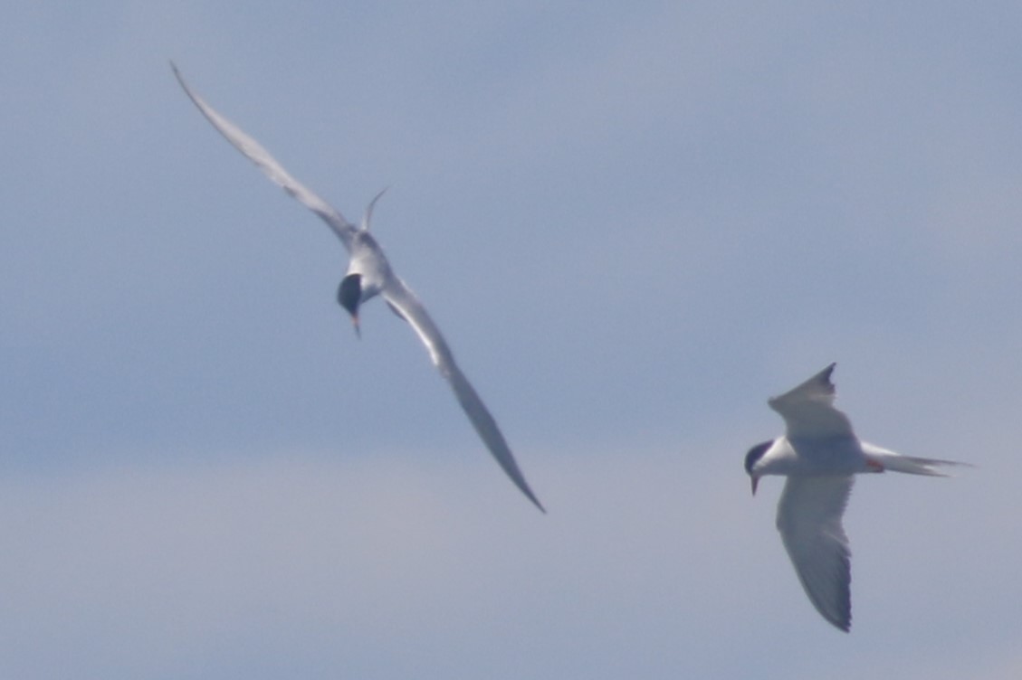 Common Tern - ML620607734