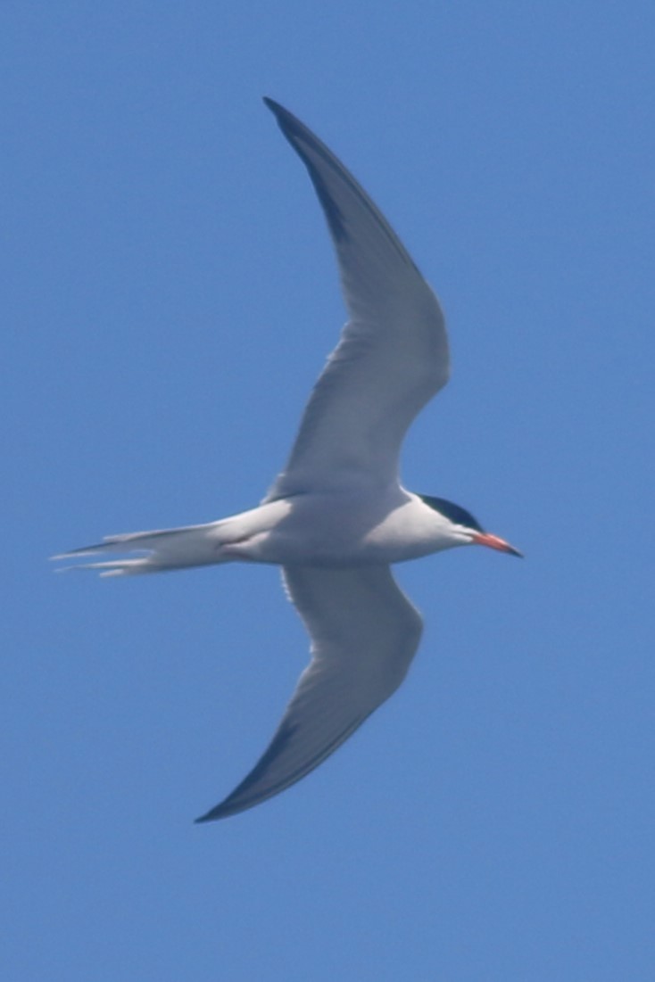 Common Tern - ML620607735