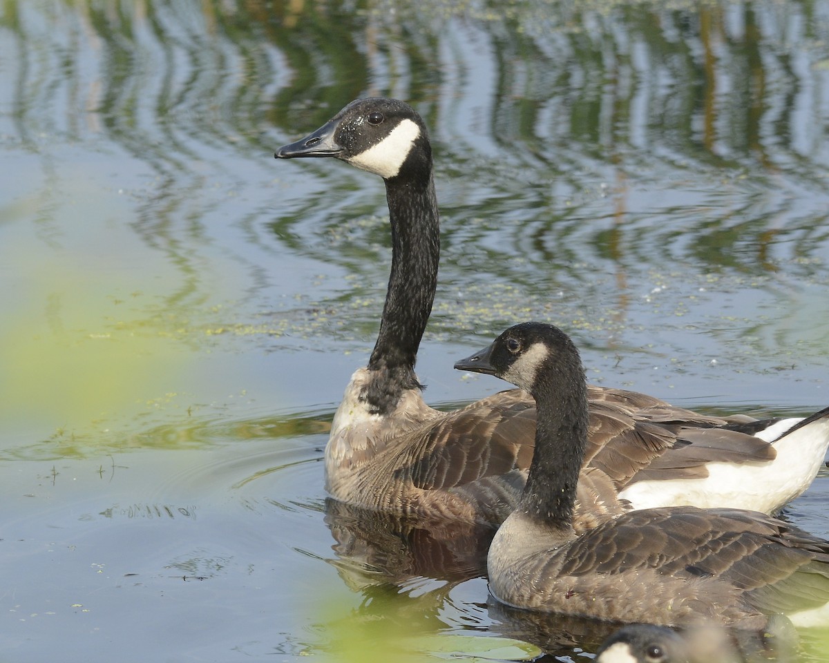 Canada Goose - David Kennedy