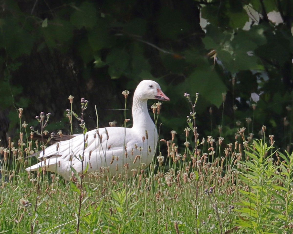 Snow Goose - ML620607746