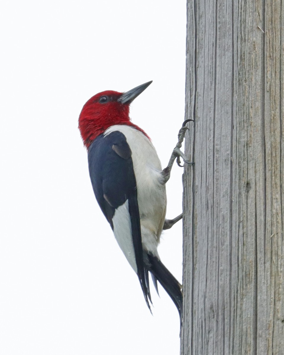 Pic à tête rouge - ML620607749