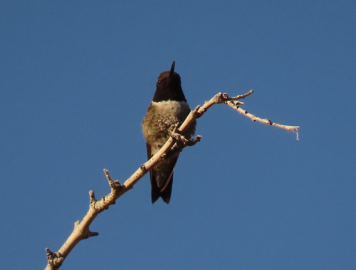 Black-chinned Hummingbird - ML620607754