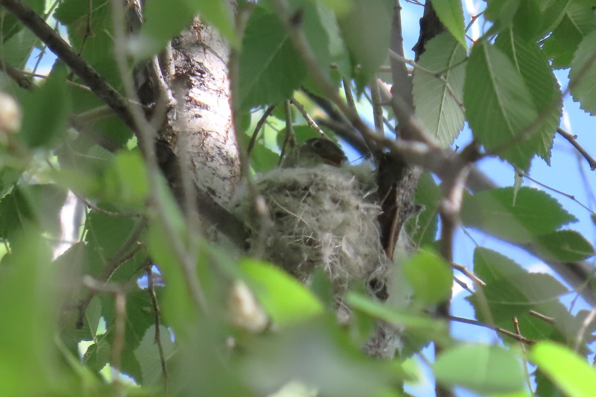 Least Flycatcher - ML620607757