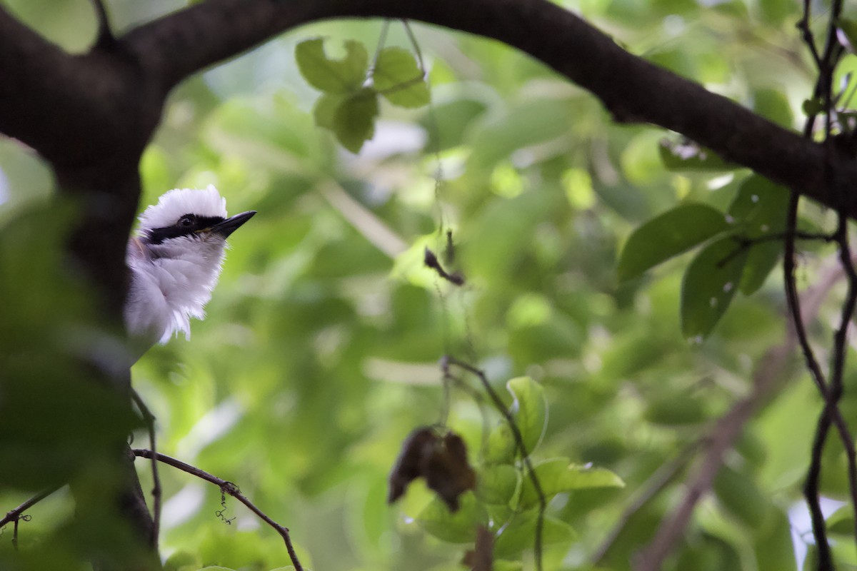 White-crested Laughingthrush - ML620607761