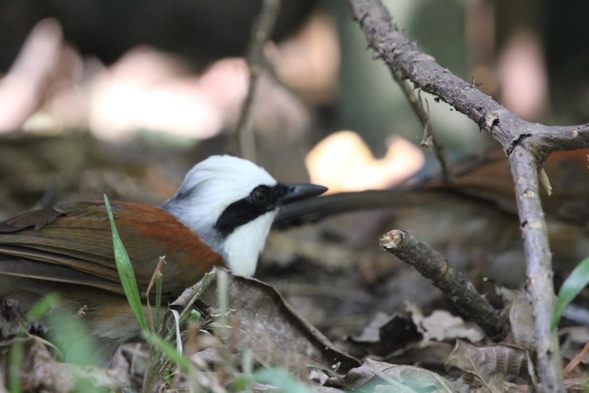 White-crested Laughingthrush - ML620607764