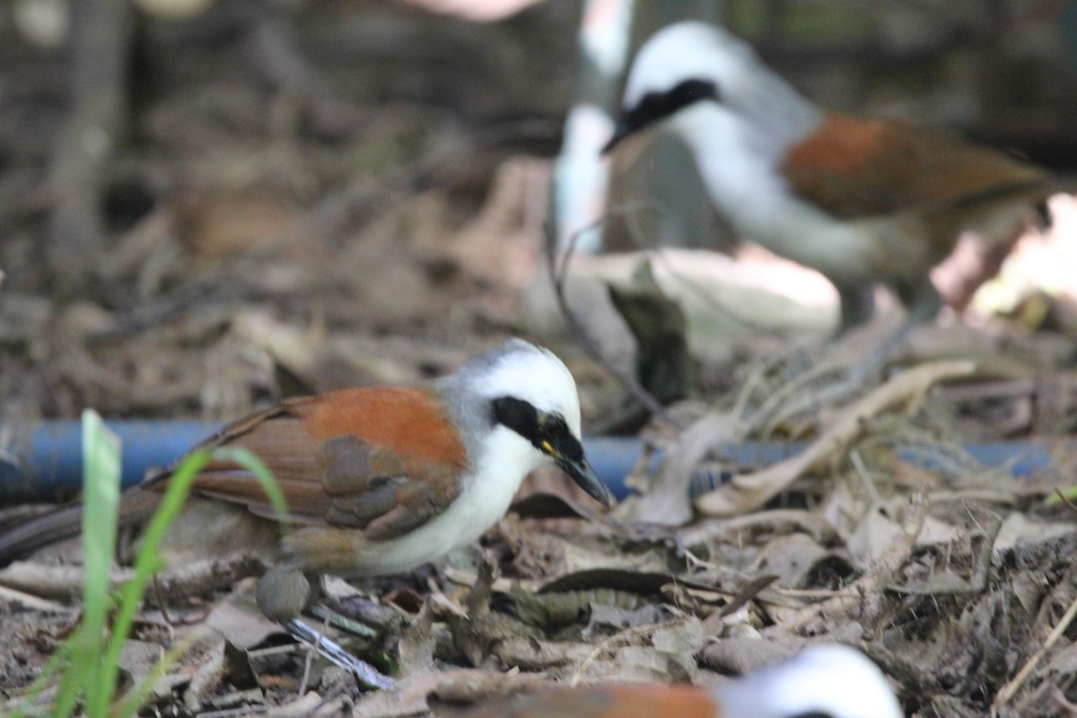 White-crested Laughingthrush - ML620607766