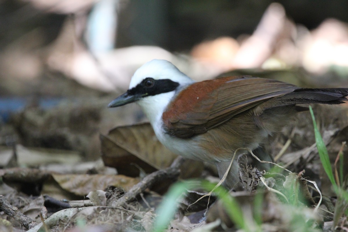 White-crested Laughingthrush - ML620607767