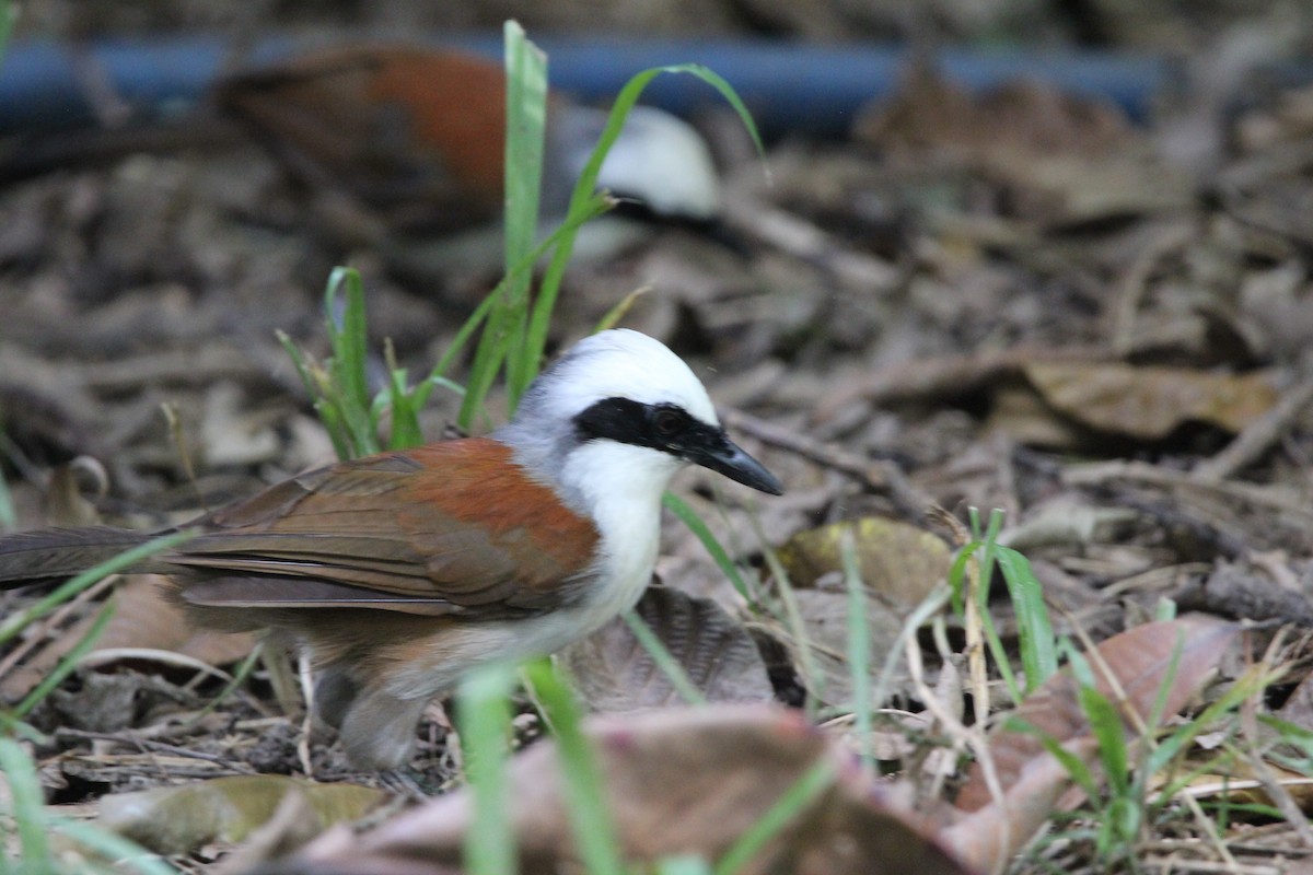 White-crested Laughingthrush - ML620607768