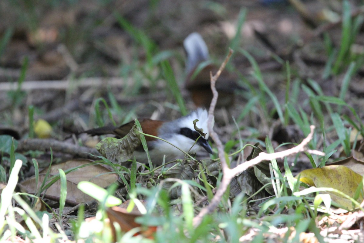 White-crested Laughingthrush - ML620607769