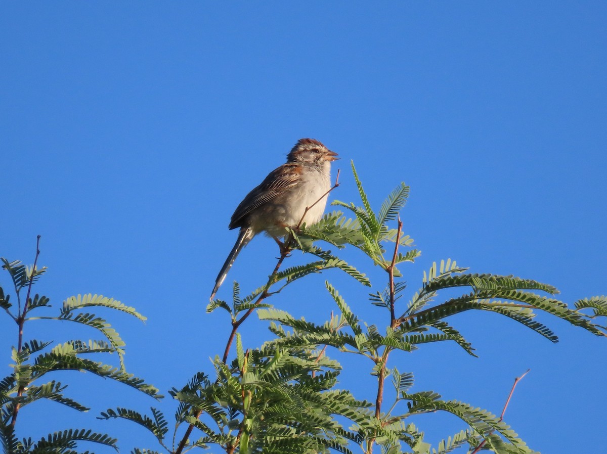 Rufous-winged Sparrow - Daniel Peter Siminski