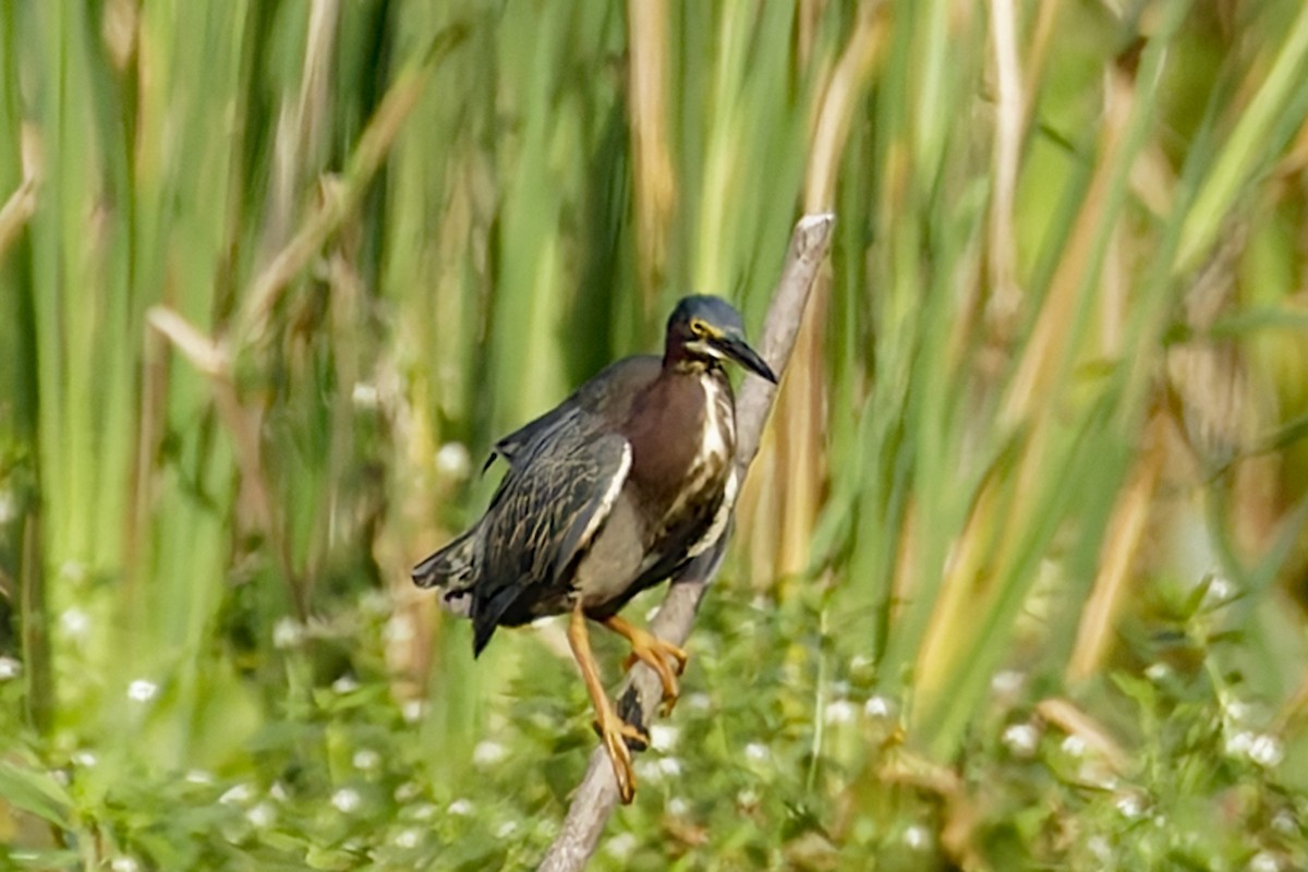 Green Heron - ML620607775