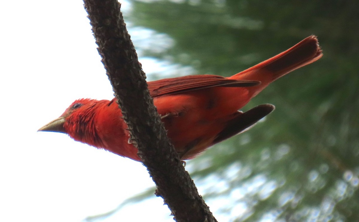 Summer Tanager - ML620607784