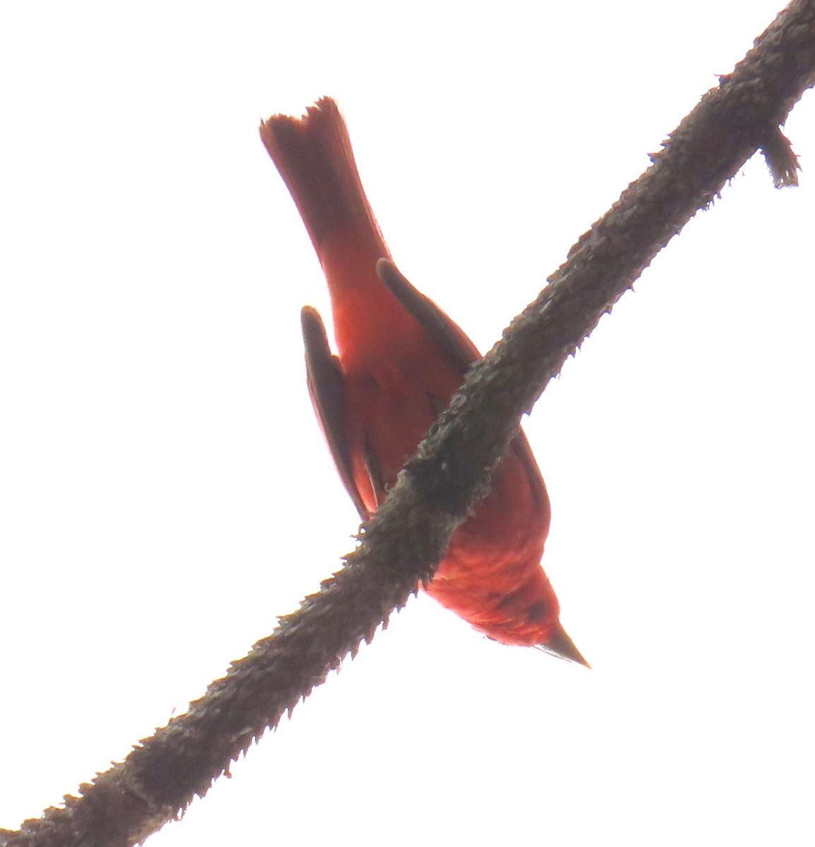 Summer Tanager - ML620607785