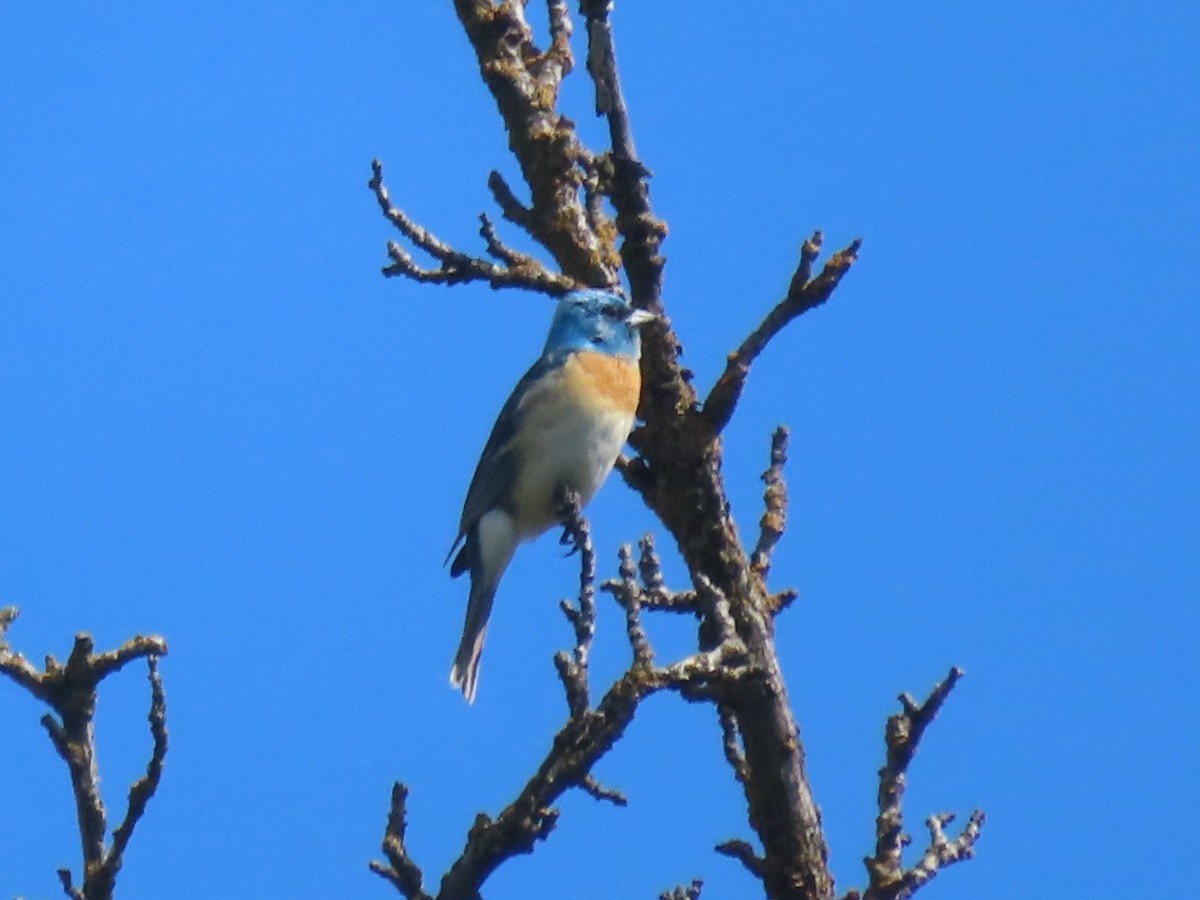 Lazuli Bunting - Horst Onken