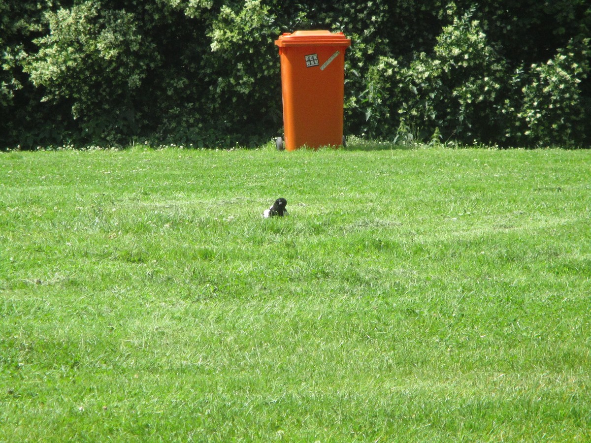 Eurasian Magpie - ML620607794